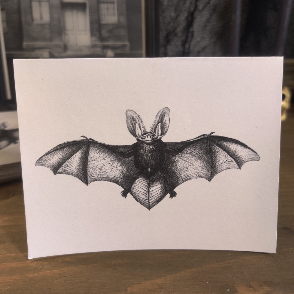 Blank Notecards - Bat - Set of 25 - Picture 2 of 3